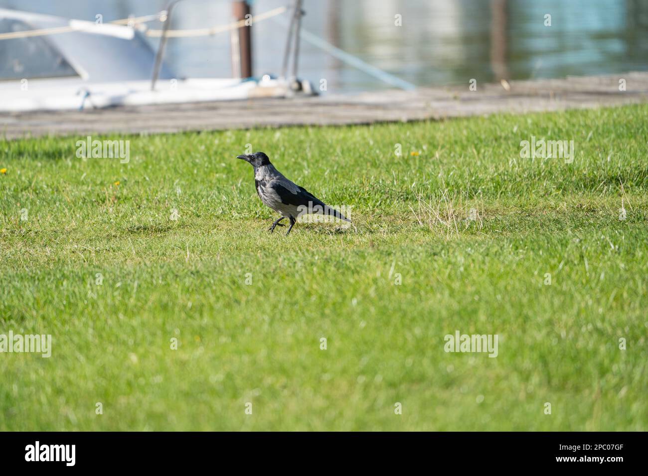 Crow in a green landscape. A crow is a large, intelligent, black bird