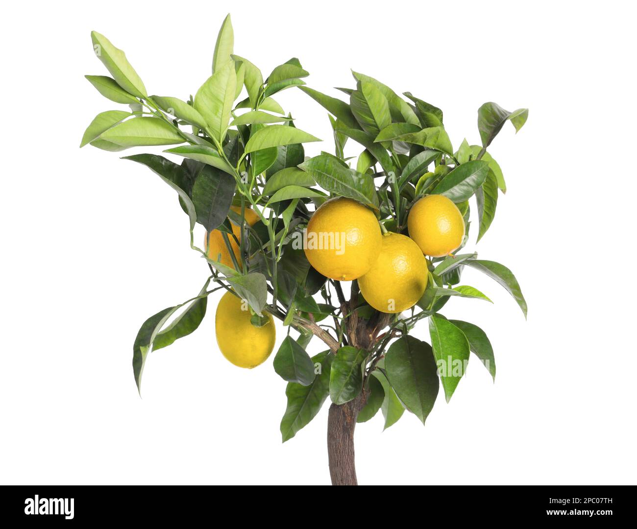 Lemon tree with ripe fruits on white background Stock Photo - Alamy