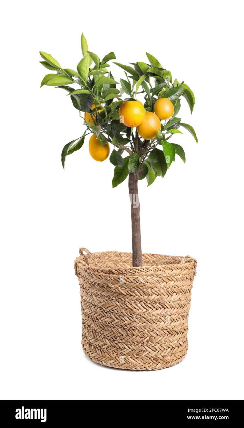 Lemon tree with ripe fruits in pot on white background Stock Photo - Alamy