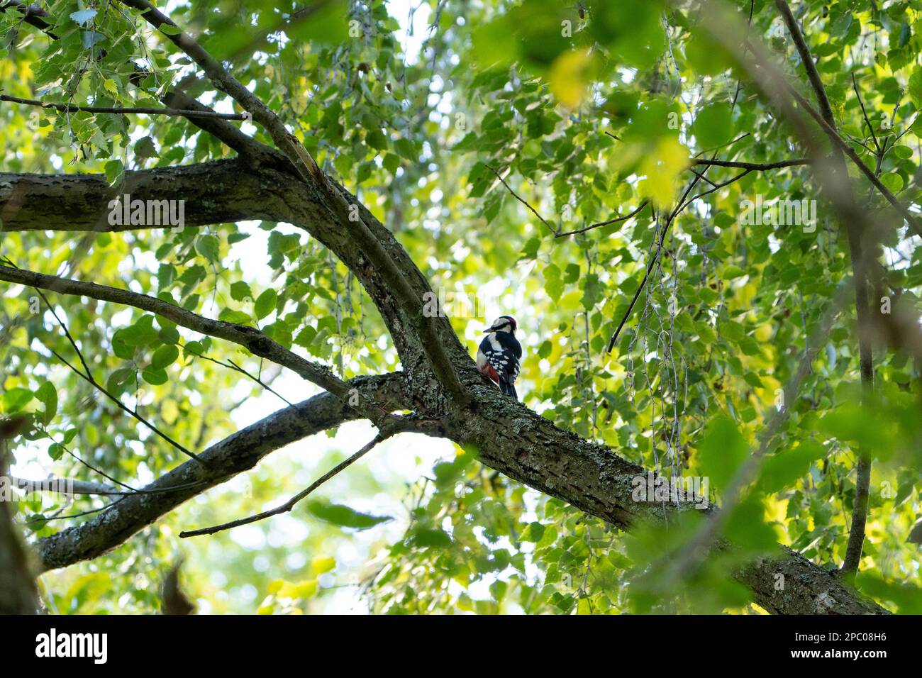 Great Spotted Woodpecker, The woodpecker often symbolizes the new opportunities that come knocking into our lives; it reminds us that we must answer t Stock Photo