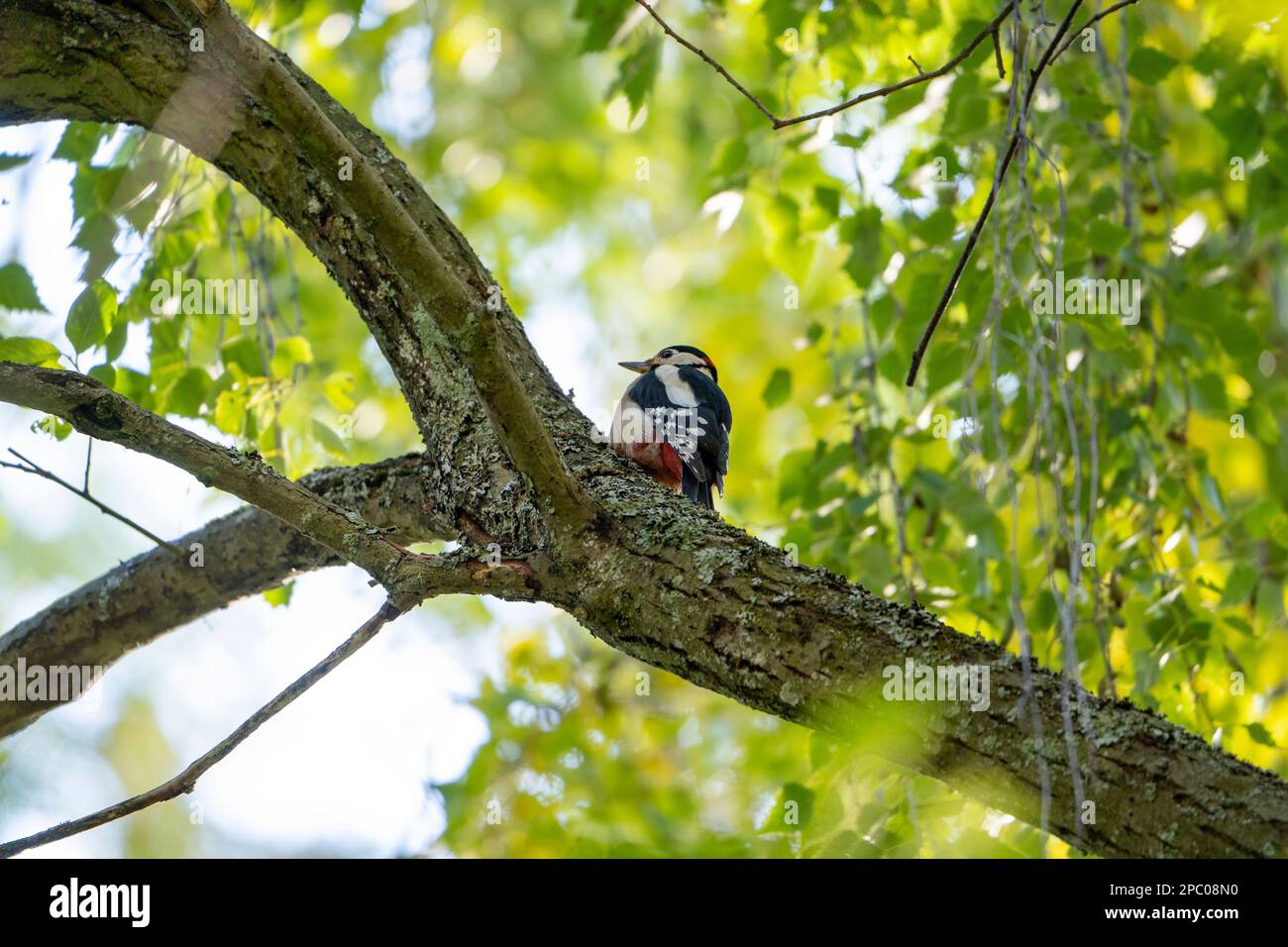 Great Spotted Woodpecker, The woodpecker often symbolizes the new opportunities that come knocking into our lives; it reminds us that we must answer t Stock Photo