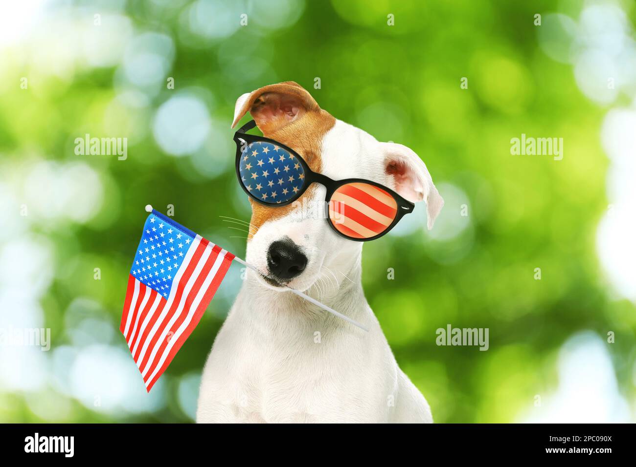 4th of July - Independence Day of USA. Cute dog with sunglasses and ...