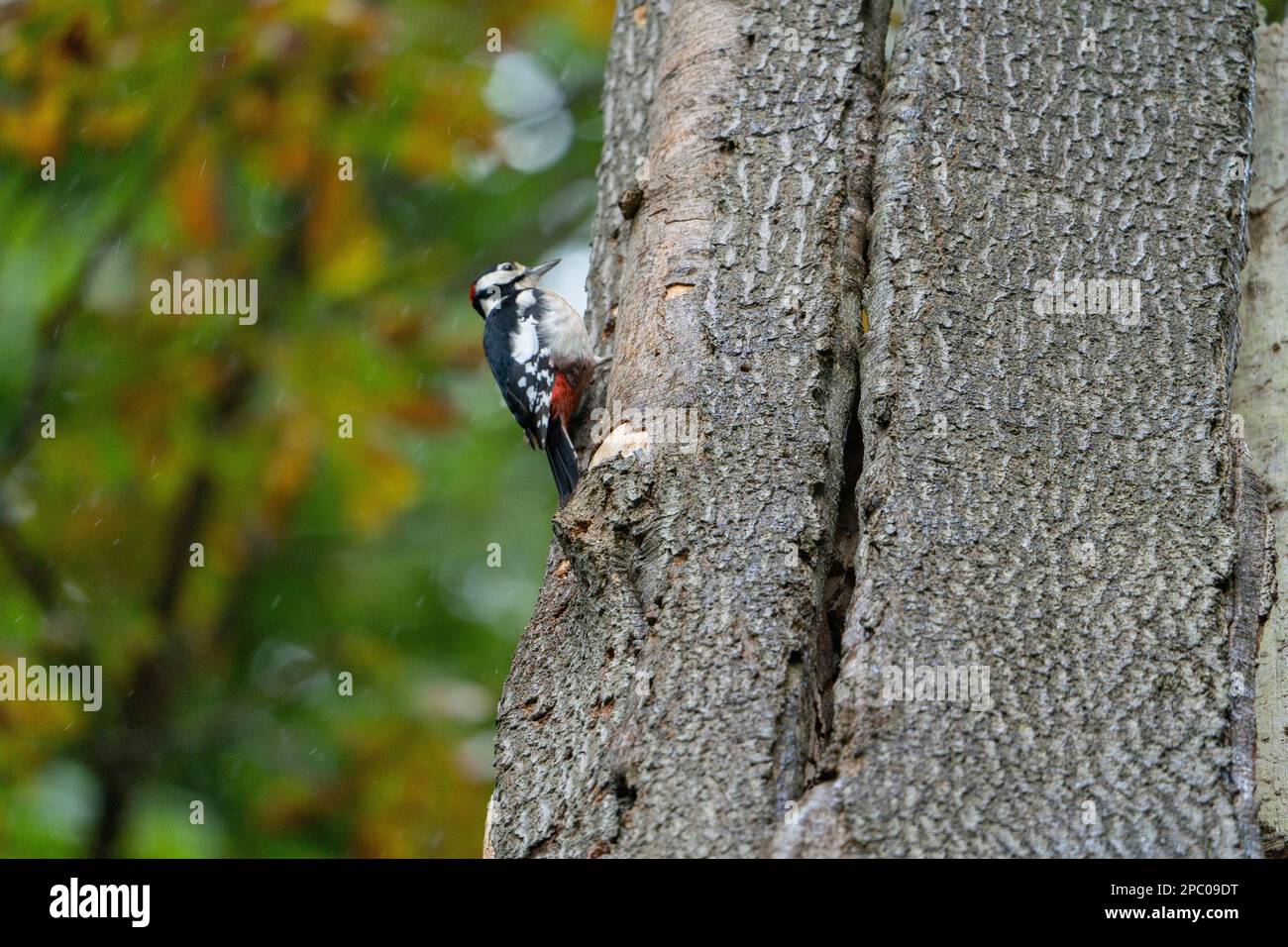 Great Spotted Woodpecker, The woodpecker often symbolizes the new opportunities that come knocking into our lives; it reminds us that we must answer t Stock Photo