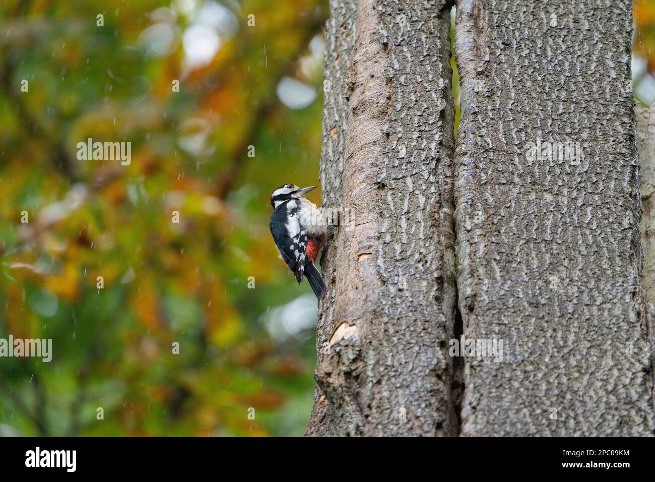 Great Spotted Woodpecker, The woodpecker often symbolizes the new opportunities that come knocking into our lives; it reminds us that we must answer t Stock Photo
