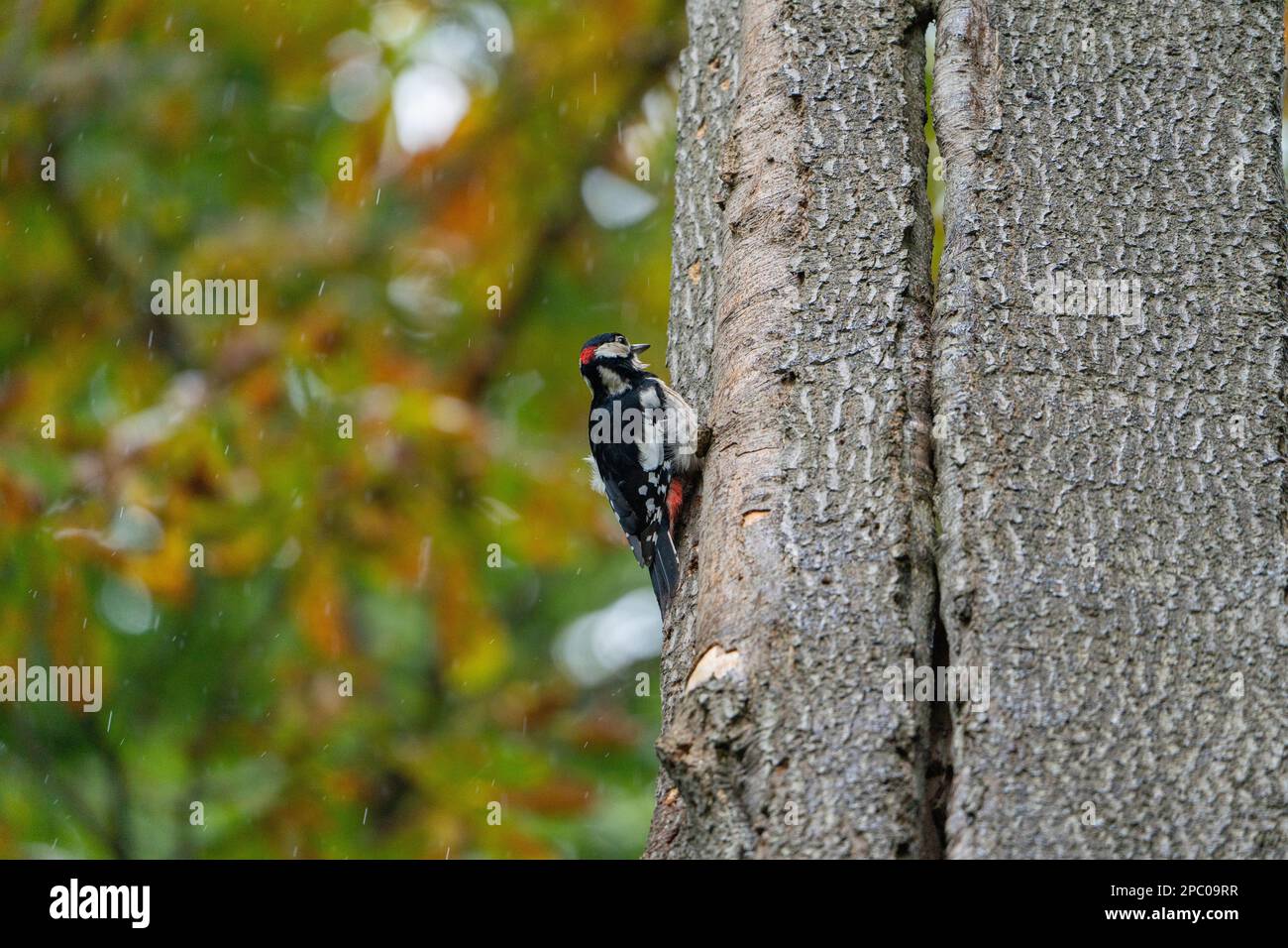 Great Spotted Woodpecker, The woodpecker often symbolizes the new opportunities that come knocking into our lives. Stock Photo
