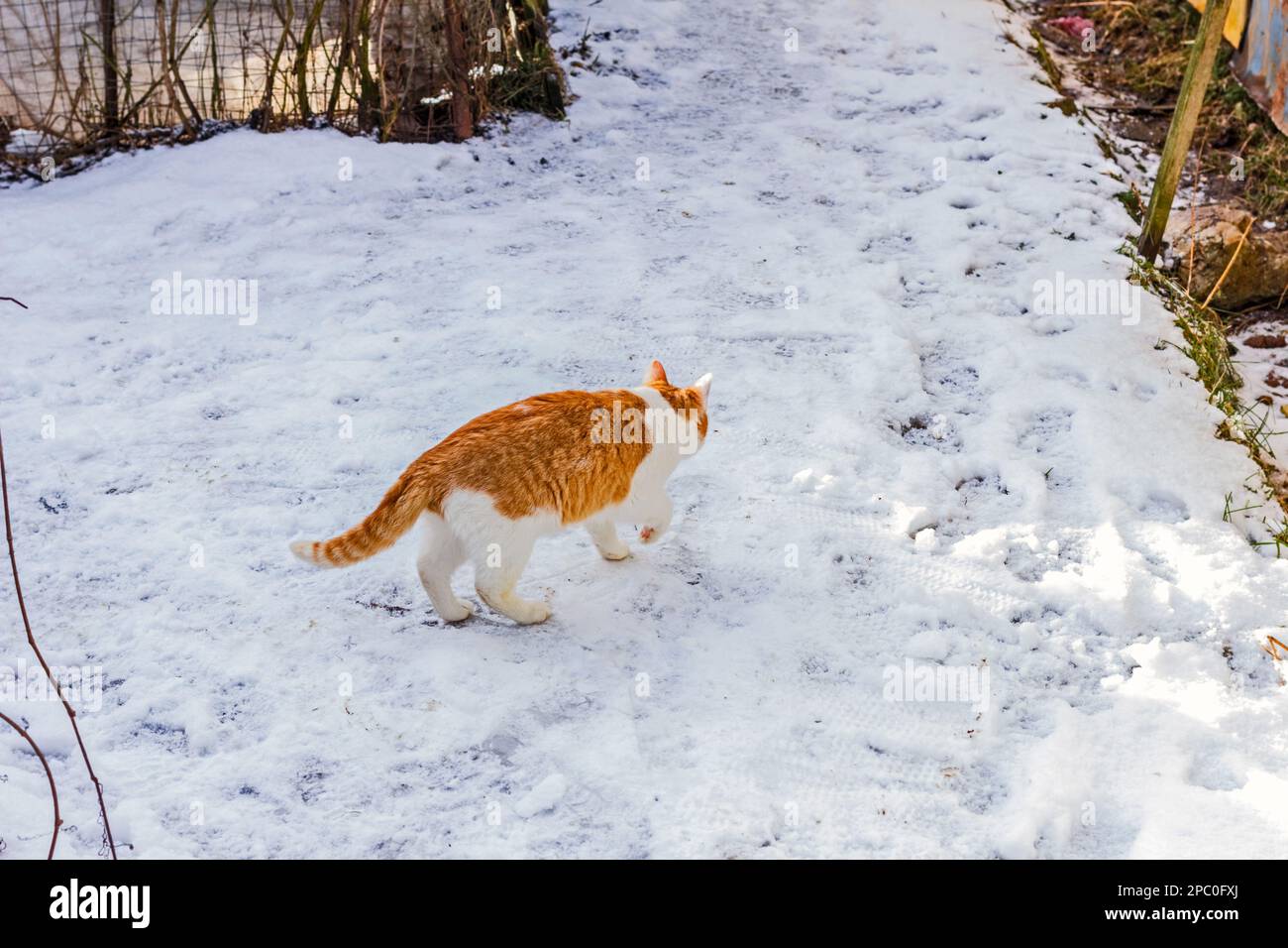 Adult pretty red-haired cat on snowy path at winter day Stock Photo