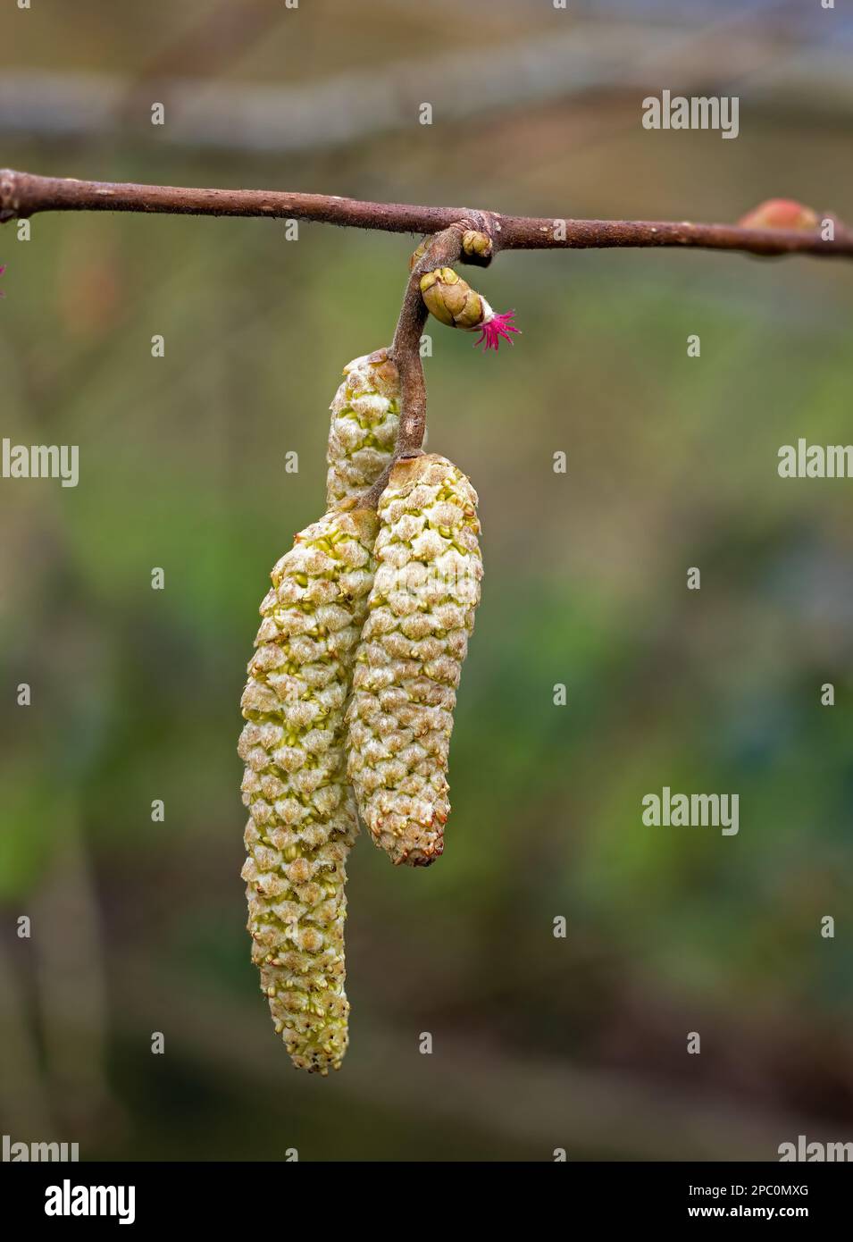 Common Hazel tree showing Male Catkin Flowers and Female Flower Stock Photo
