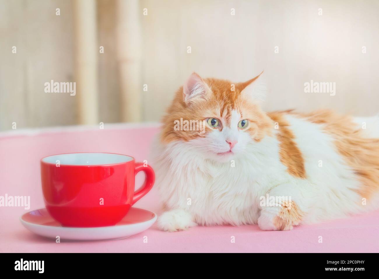 Real pretty adult red-and-white cat and big nice red cup Stock Photo