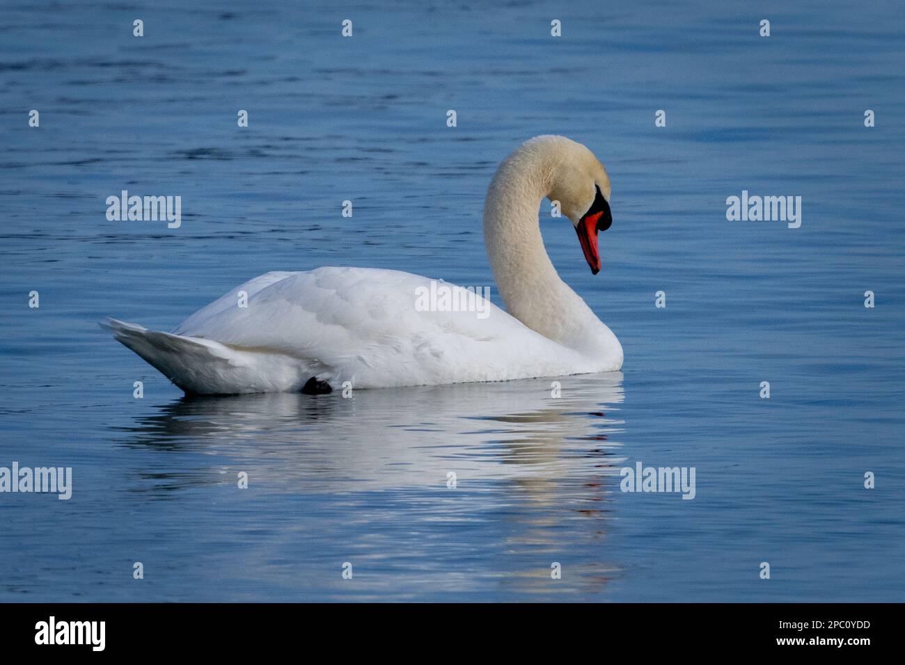 Mute swans, Latin name Cygnus olor, is an introduced species in North America. I photographed