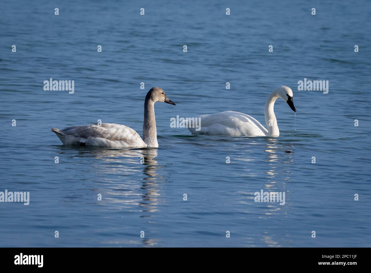 Mute swans, Latin name Cygnus olor, is an introduced species in North