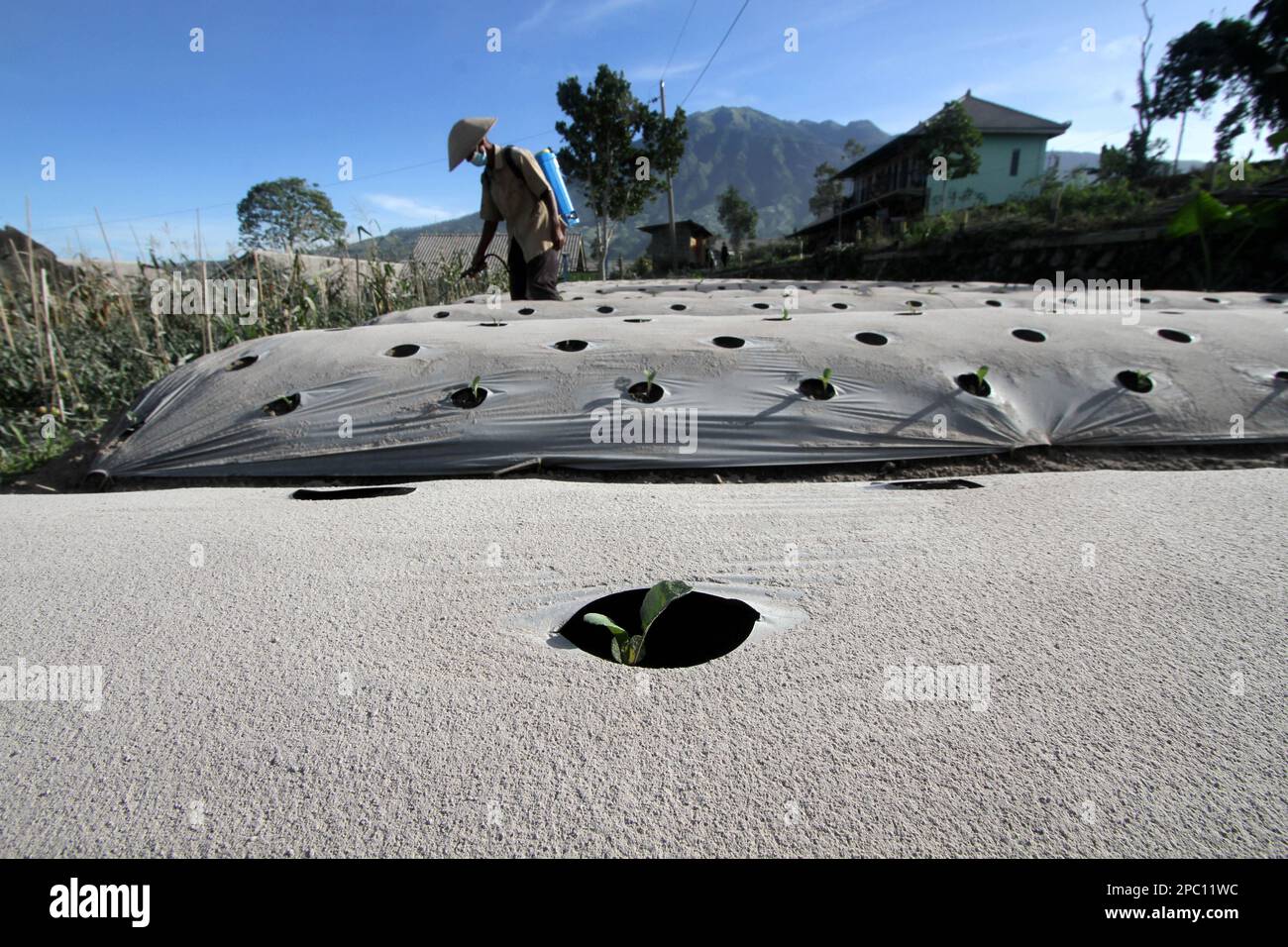 Boyolali, Indonesia. 13th Mar, 2023. Volcanic materials are seen in fields after Mount Merapi volcano eruption at Tlogolele village in Boyolali, Central Java, Indonesia, March 13, 2023. Credit: Bram Selo/Xinhua/Alamy Live News Stock Photo