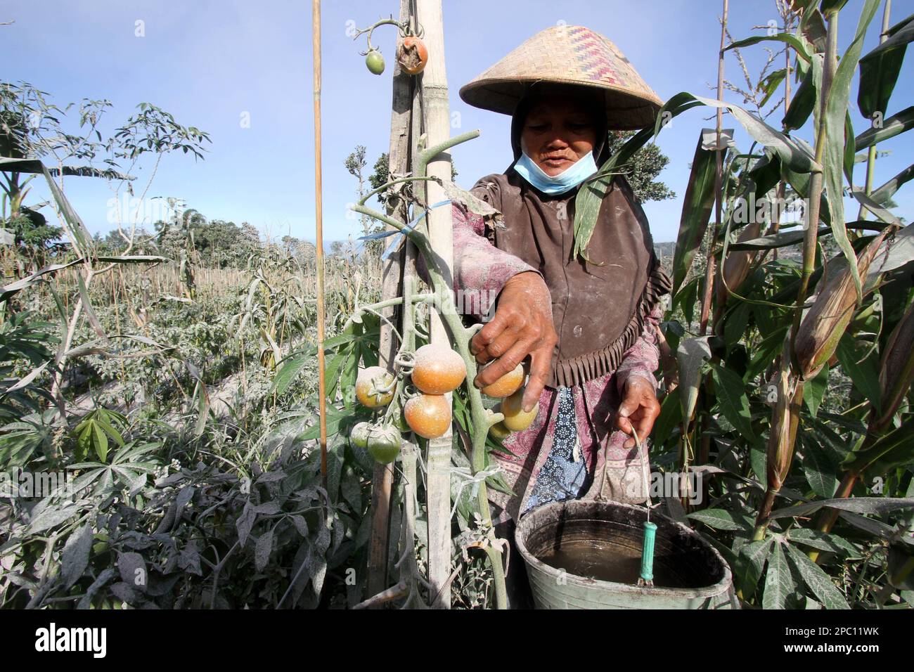 Boyolali, Indonesia. 13th Mar, 2023. A farmer picks tomatoes in her fields after Mount Merapi volcano eruption at Tlogolele village in Boyolali, Central Java, Indonesia, March 13, 2023. Credit: Bram Selo/Xinhua/Alamy Live News Stock Photo