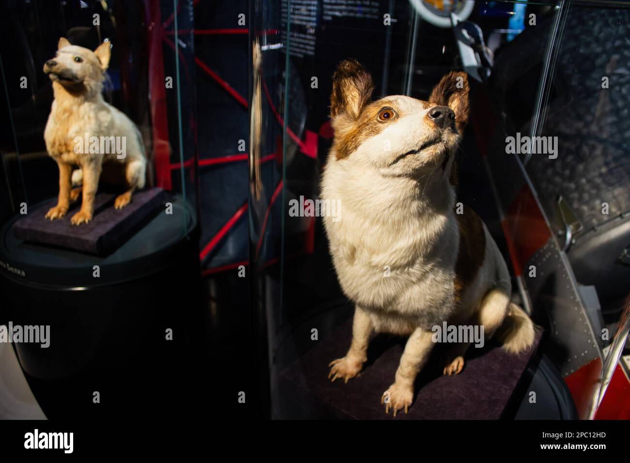 March 9, 2023, Moscow, Russia: Stuffed Belka and Strelka, the first dogs that safely returned to Earth after a day in space, exhibited in the Memorial Museum of Cosmonautics in Moscow. 62nd anniversary of the first human space flight conducted by Soviet cosmonaut Yuri Gagarin. The Museum of Cosmonautics in Moscow opened in April 1981. (Credit Image: © Vlad Karkov/SOPA Images via ZUMA Press Wire) EDITORIAL USAGE ONLY! Not for Commercial USAGE! Stock Photo