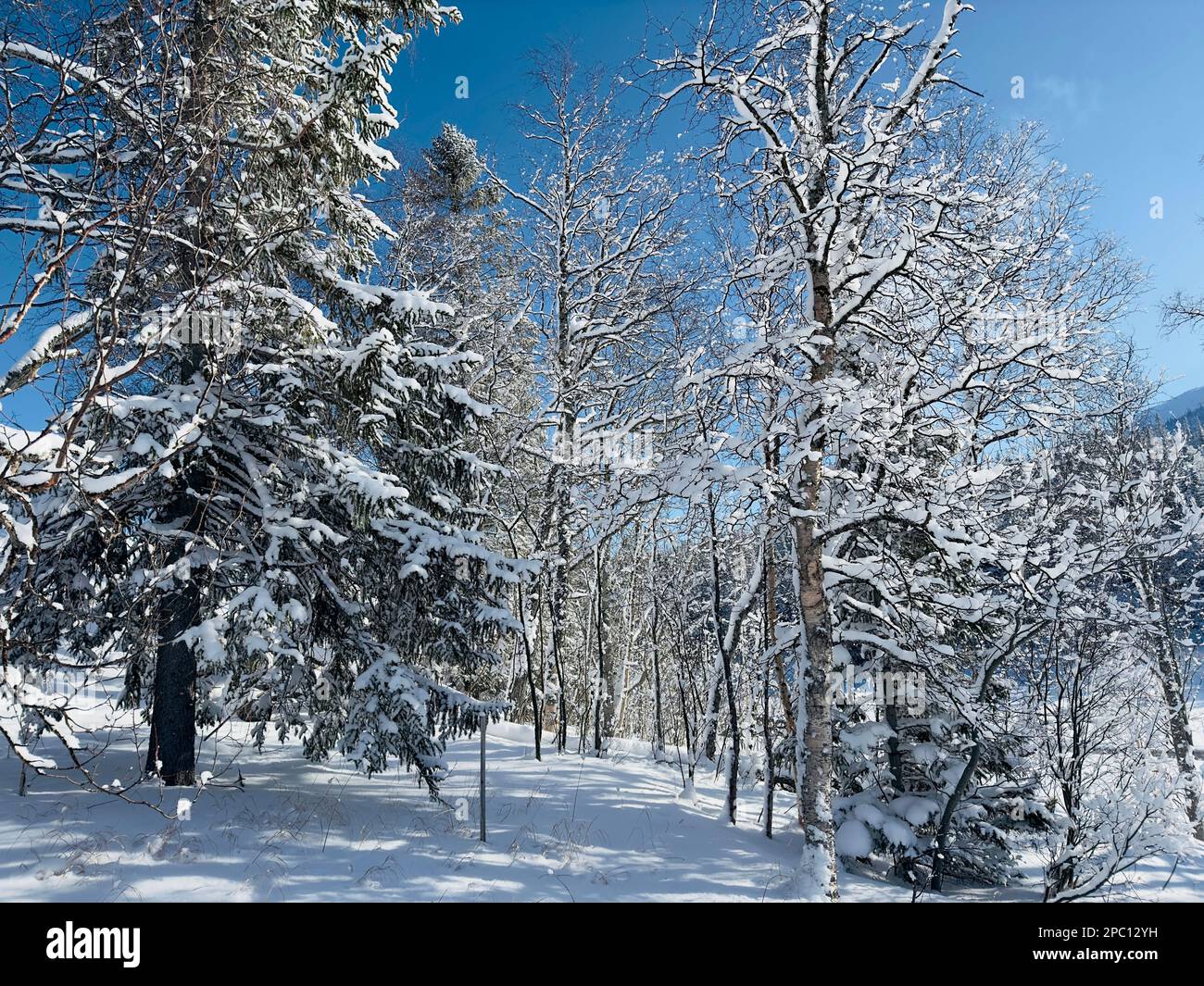 Frost covered winter landscape hi-res stock photography and images - Alamy