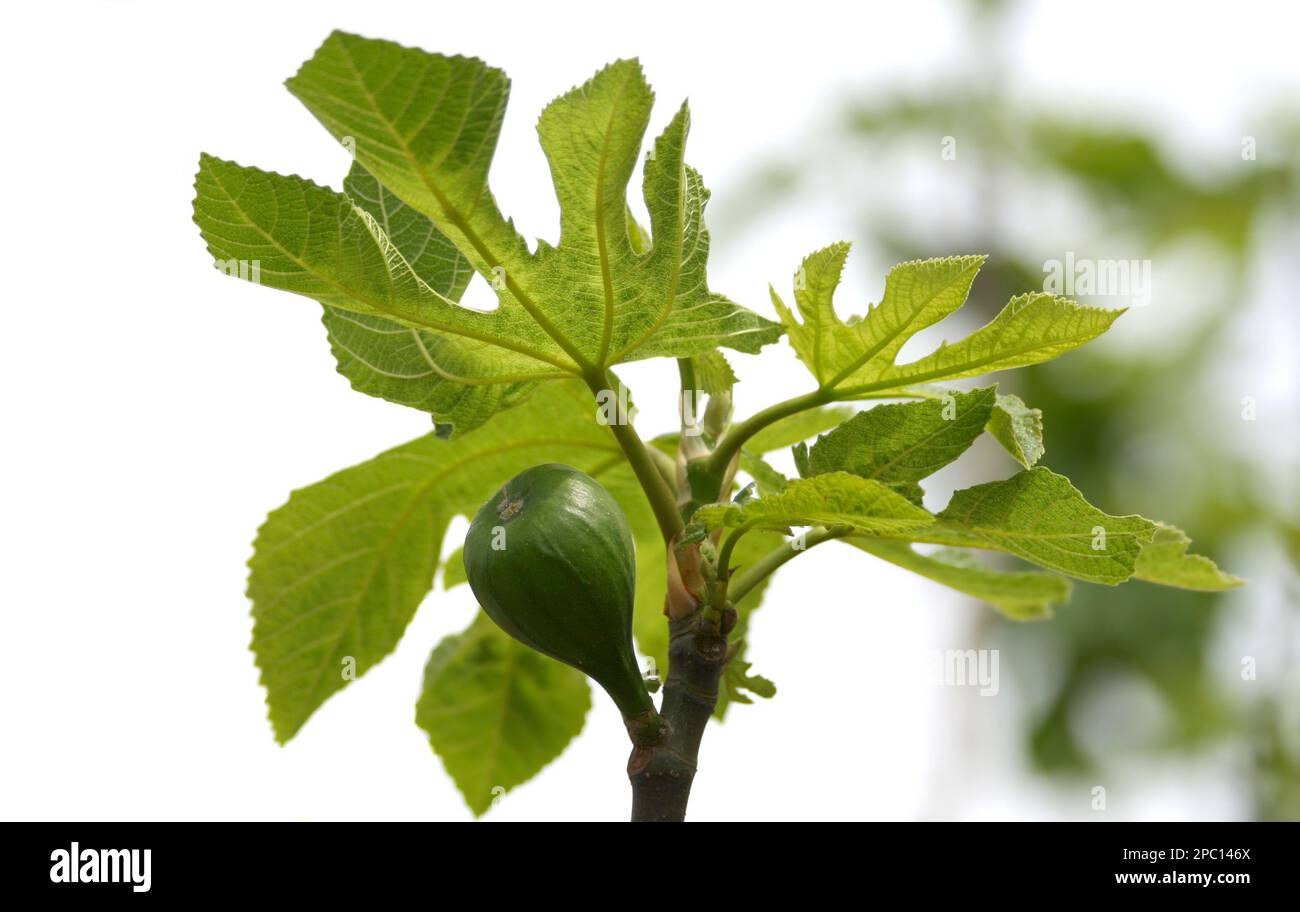 Fig Tree with Green Unripe Fig in Kozan, Adana, Turkey Stock Photo Alamy