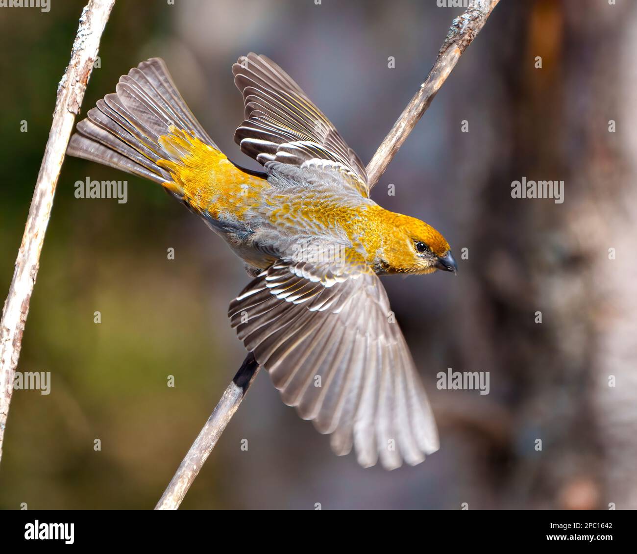Pine Grosbeak female flying and displaying rust colour feather plumage