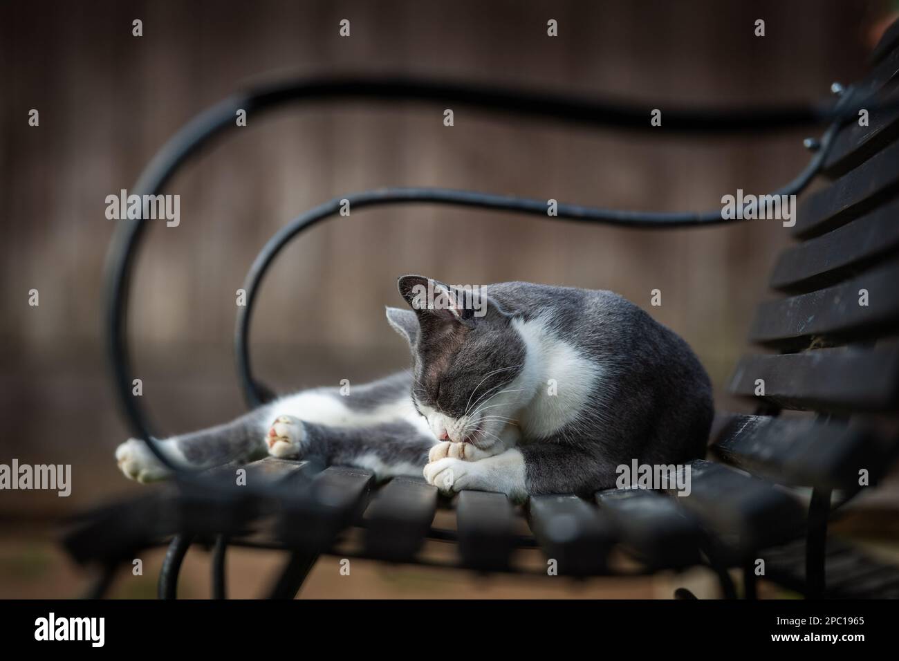 Domestic cat on a garden bench looking into the distance Stock Photo ...