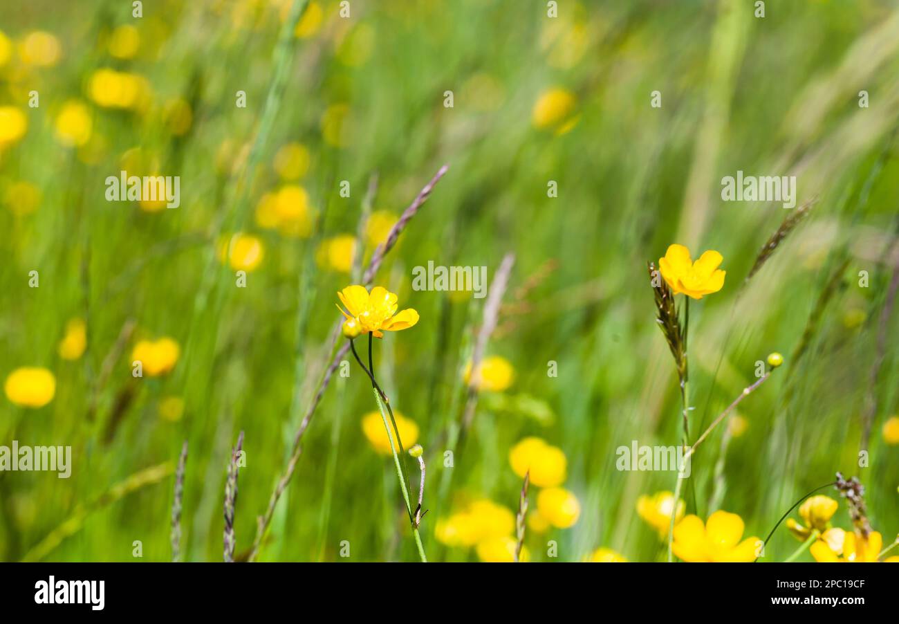 Wild yellow flowers on a summer meadow, close up natural photo ...