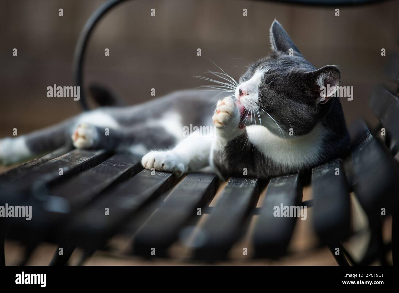 Domestic cat on a garden bench looking into the distance Stock Photo ...