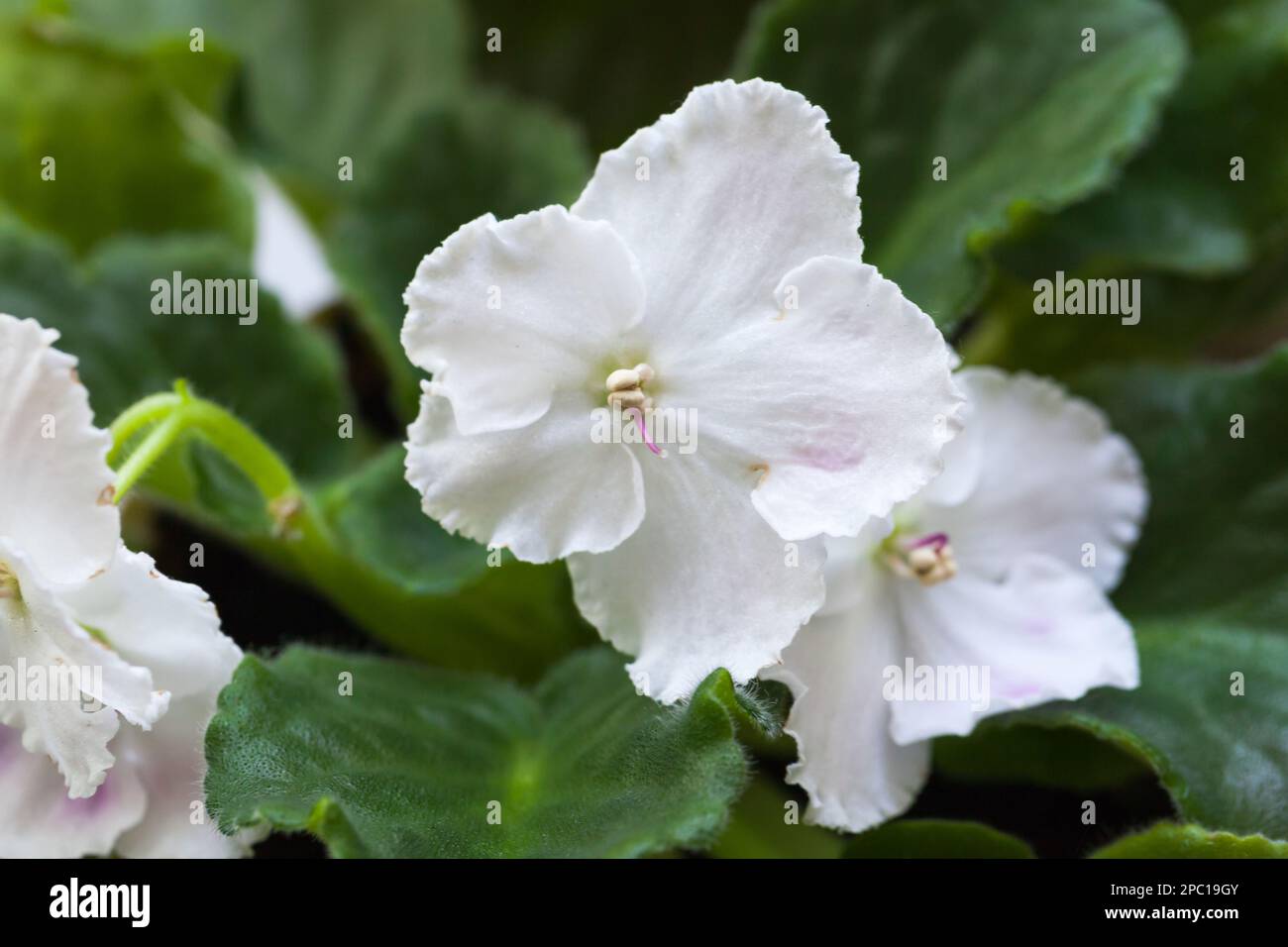 Macro photo of white decorative flowers. Viola alba, commonly known as white violet, is a species of violet in the family Violaceae Stock Photo
