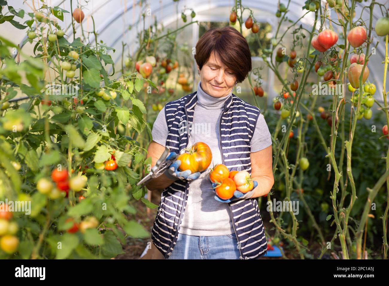 Older woman happily harvesting tomatoes in greenhouse Stock Photo - Alamy