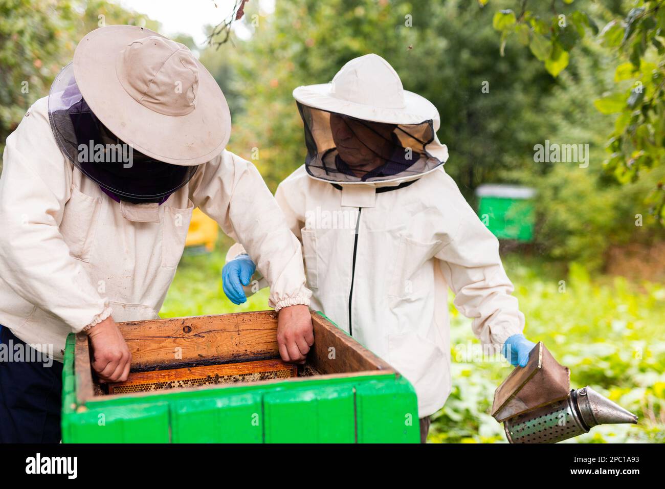 Caring Bees Experienced beekeeper teaches his son caring for bees. Concept of ...