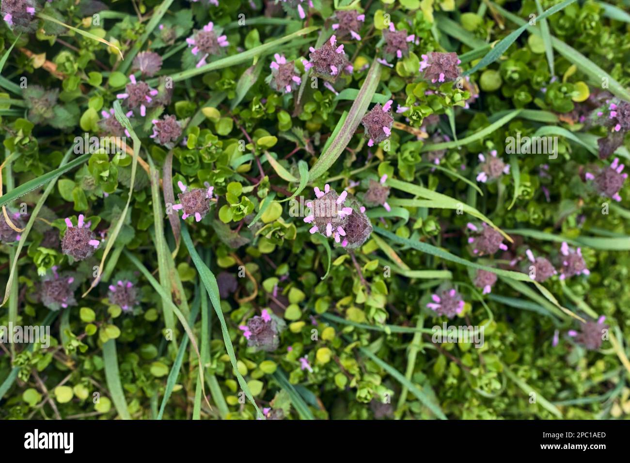 Purple wild flowers seen up close and from above Stock Photo - Alamy