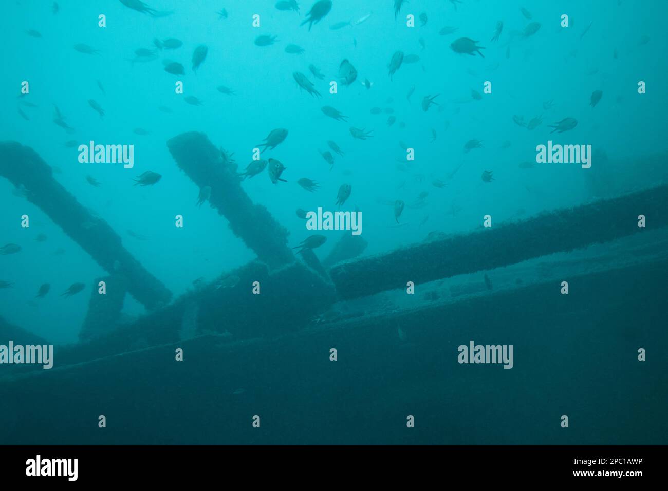 shoal of small fish sheltering in the remains of a wrecked wooden fishing boat as viewed from aboard the submarine safaris submarine out of puerto cal Stock Photo