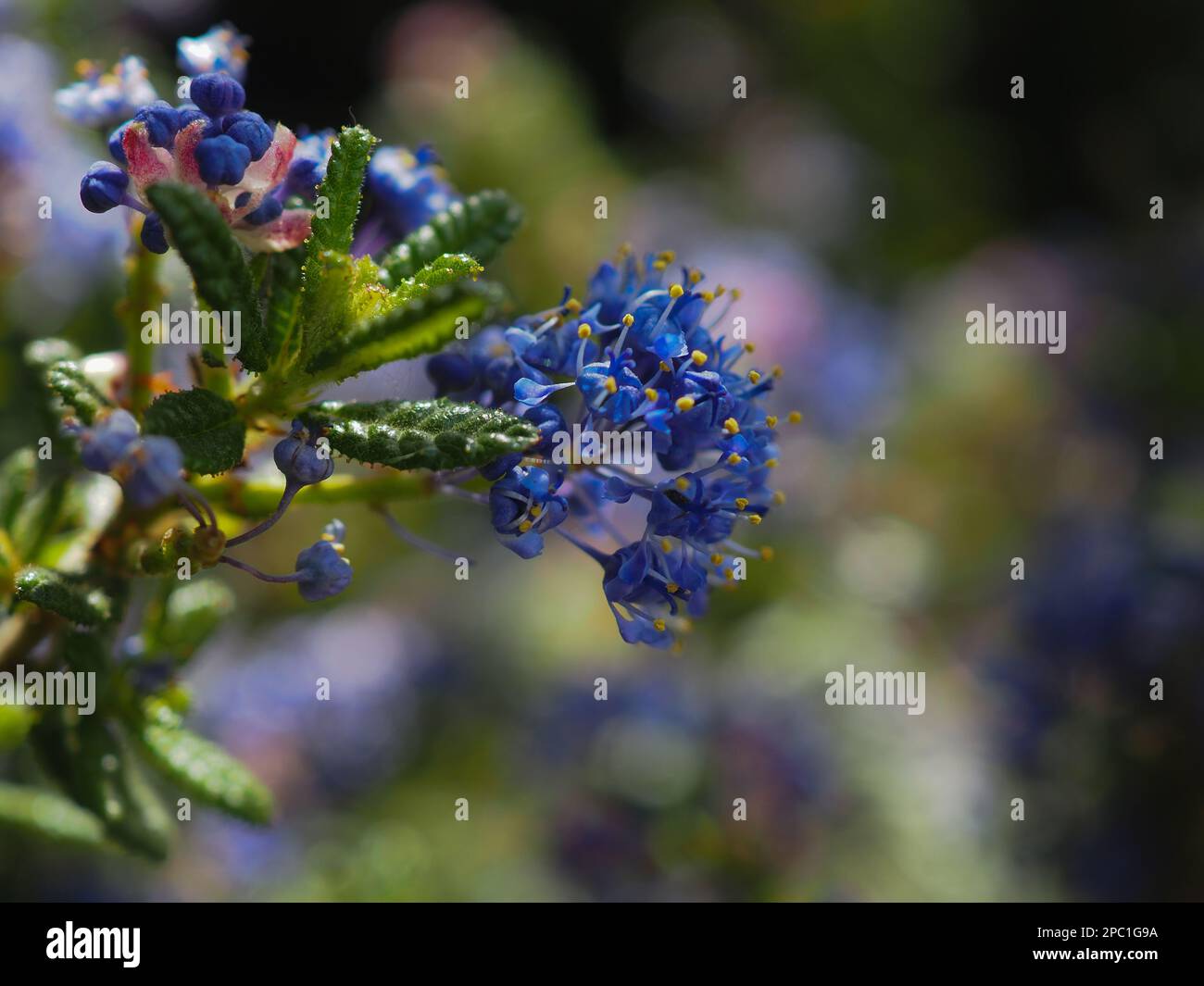 Close up in profile of the indigo flowers of Ceanothus 'Puget Blue' (Californian lilac) with a blurred background Stock Photo