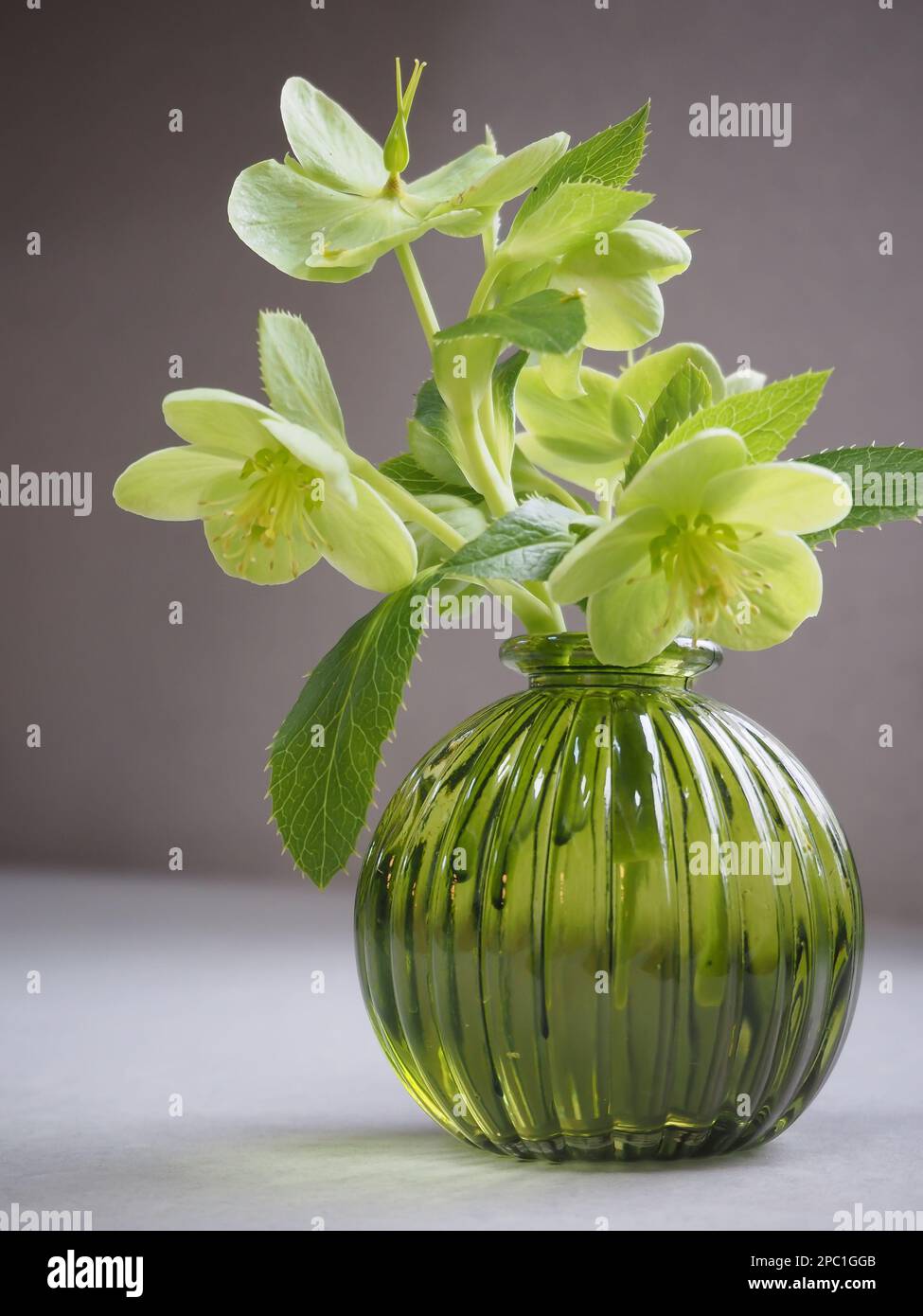 A small posy of Helleborus argutifolius (Holly-leaved hellebore) flowers cut from the garden and pictured in a ribbed green glass vase. Stock Photo