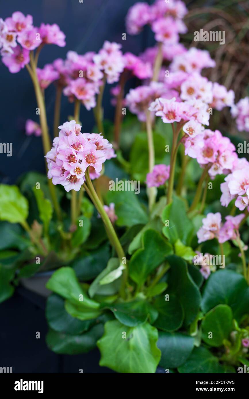flowering bergenia plant called Baby doll Stock Photo
