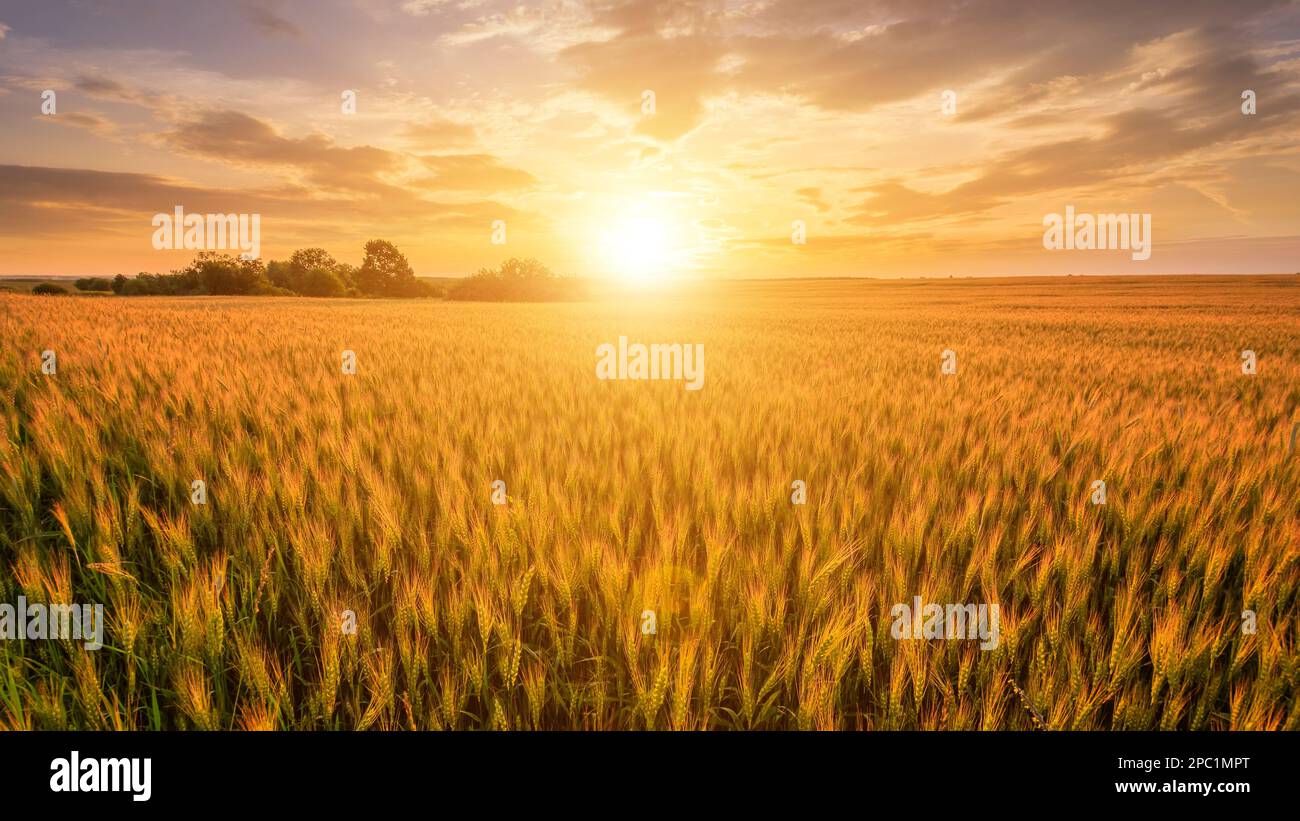 Scene of sunset on the field with young rye in the summer with a cloudy ...