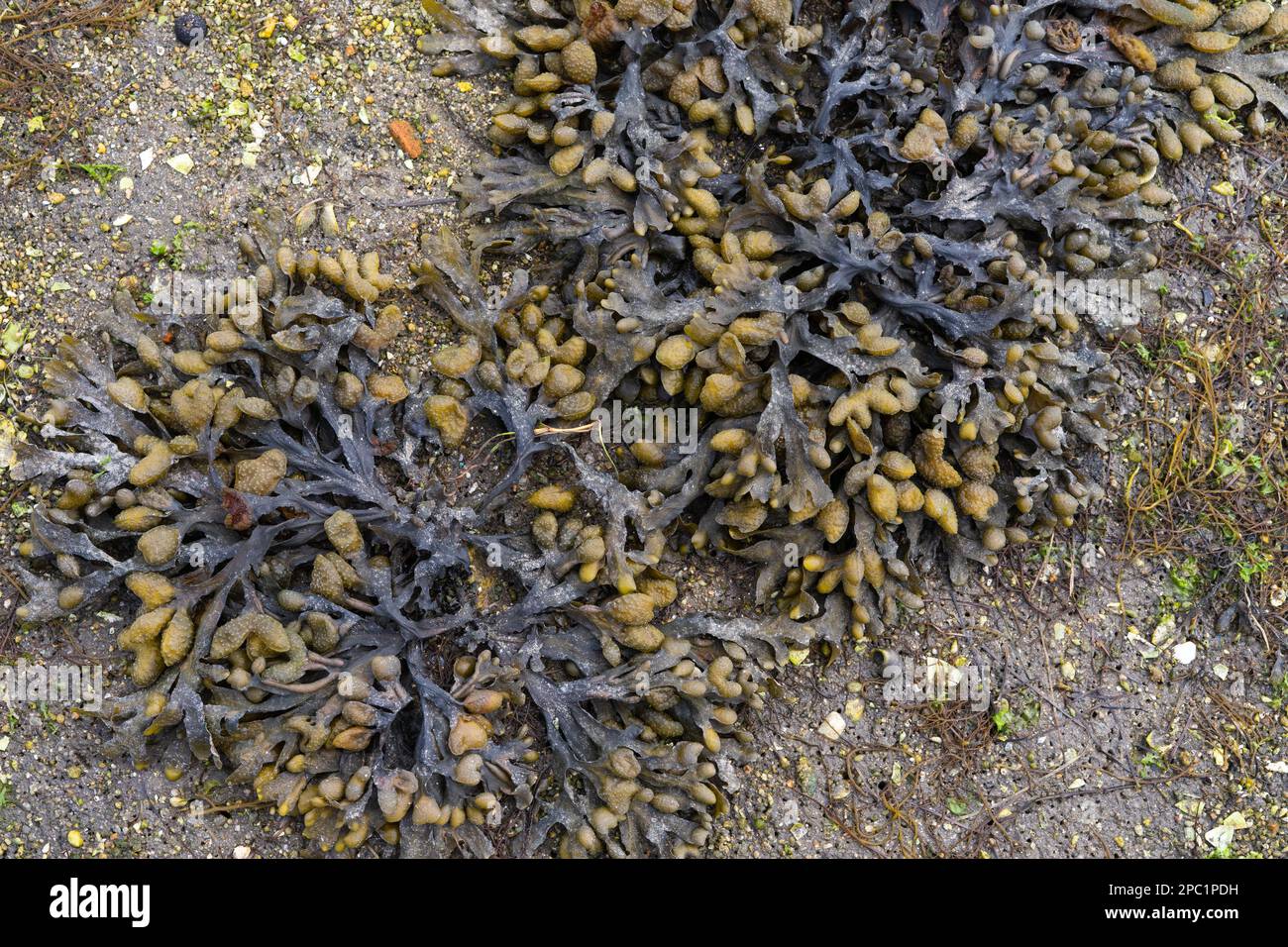 Fucus spiralis. Brown algae on the sand of the beach. Copy space. Top view. Stock Photo