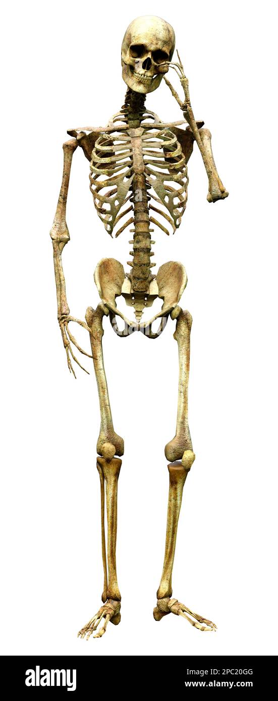 3D rendering of a human skeleton isolated on white background Stock ...