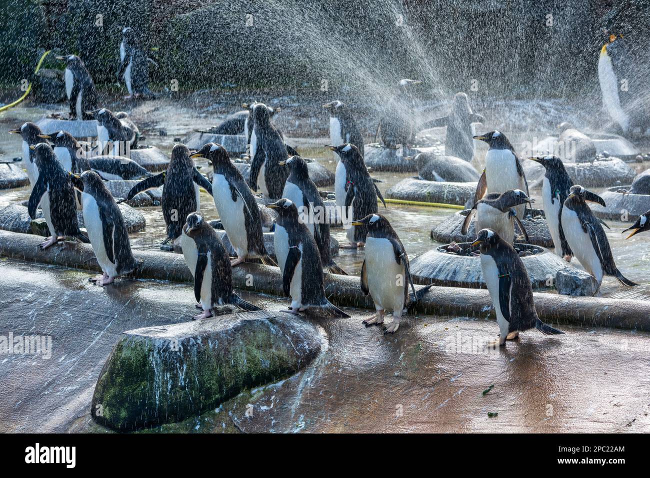 Gentoo penguins (pygoscelis papua) standing under water spray in