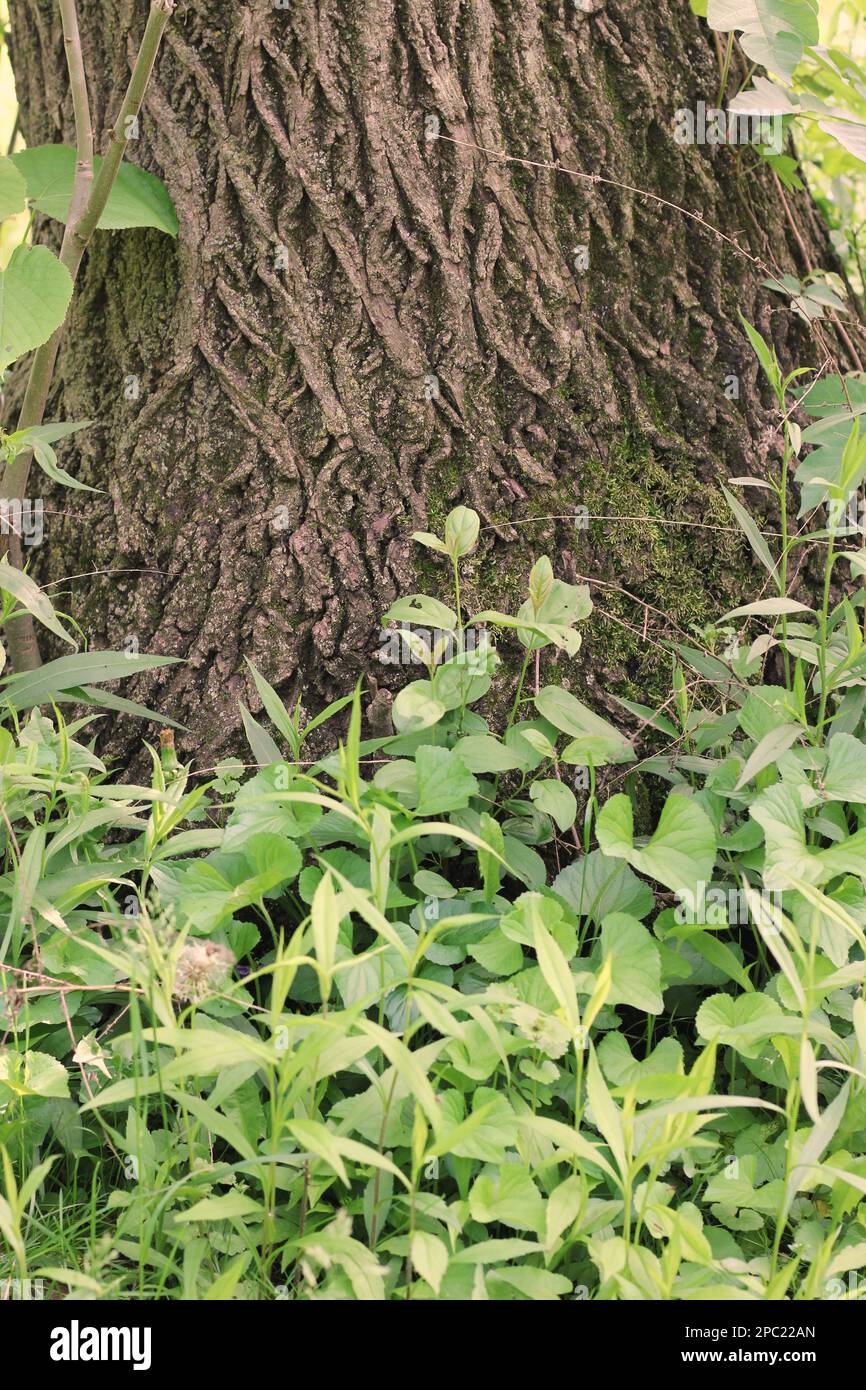 Wild grasses growing near the old oak tree in the sunny summer meadow Stock Photo Alamy