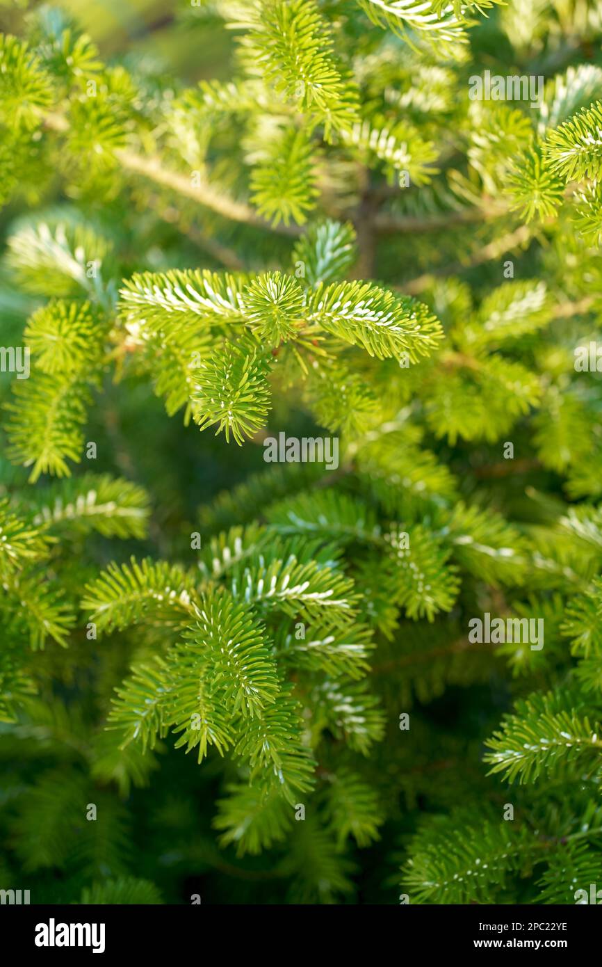 Norway spruce - Picea abies or European spruce new needles. Natural coniferous background texture. Stock Photo