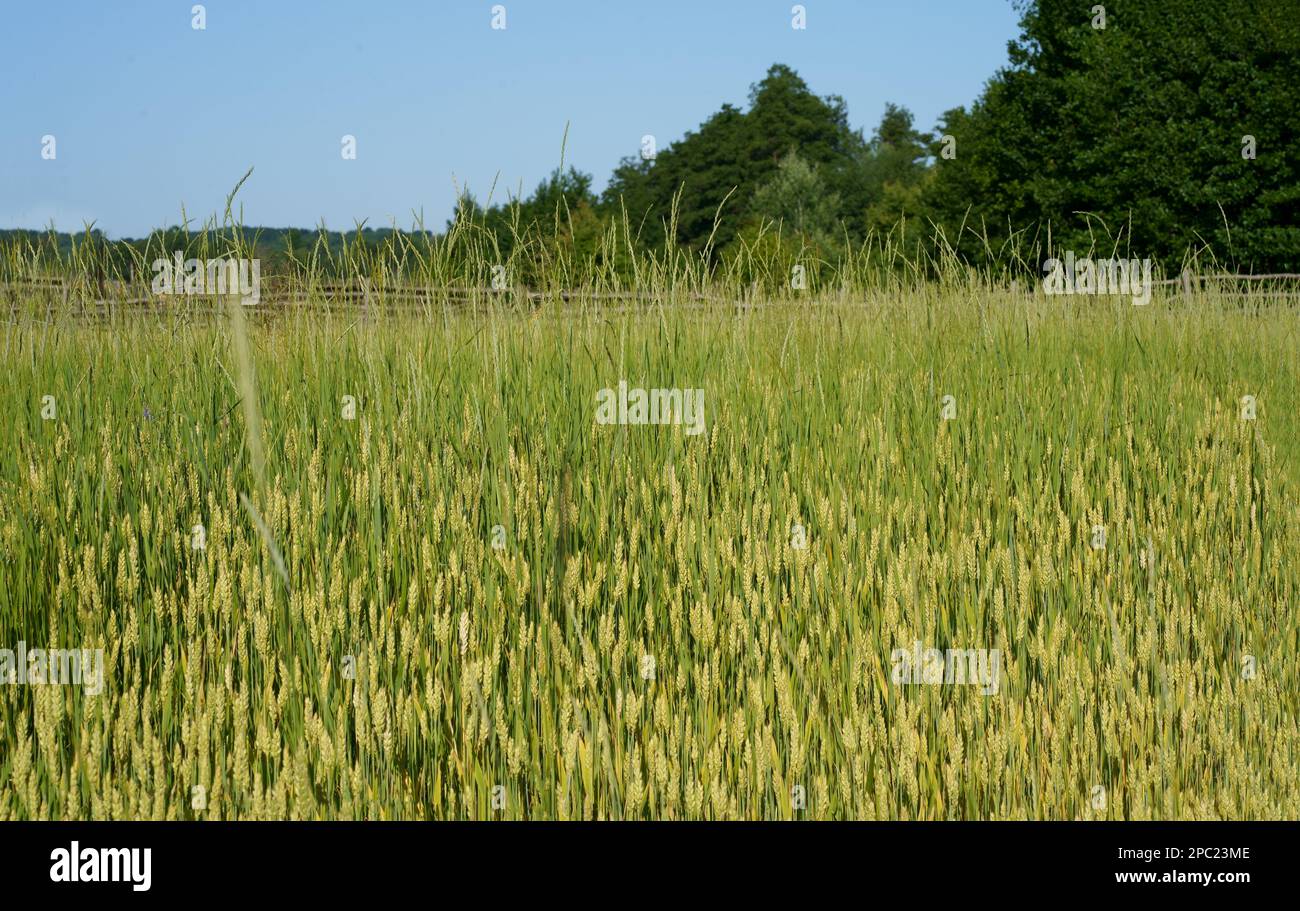 Wheat ears close-up in the sun. Immature wheat in the field and in the ...