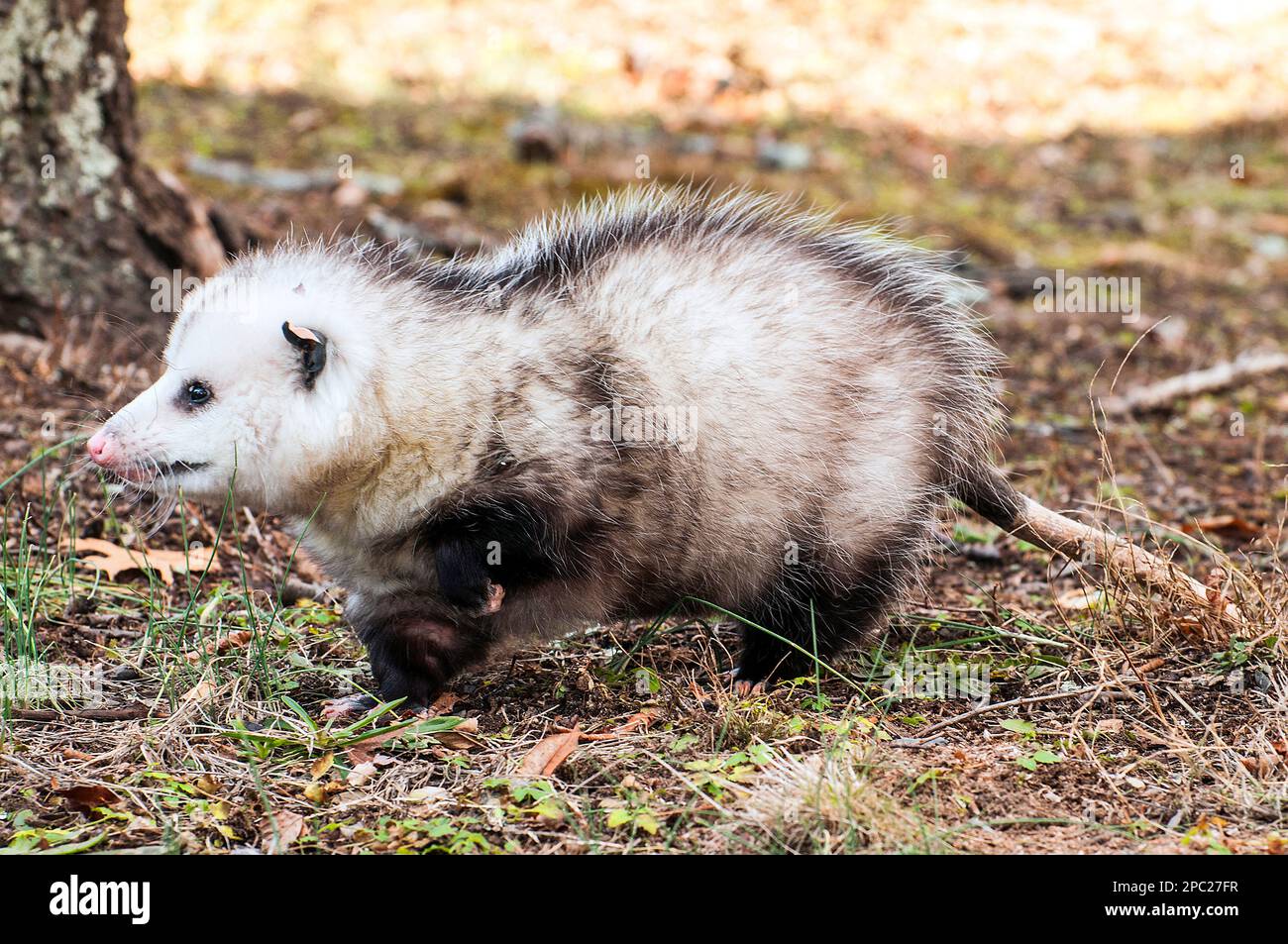 Possum in trap hi-res stock photography and images - Alamy