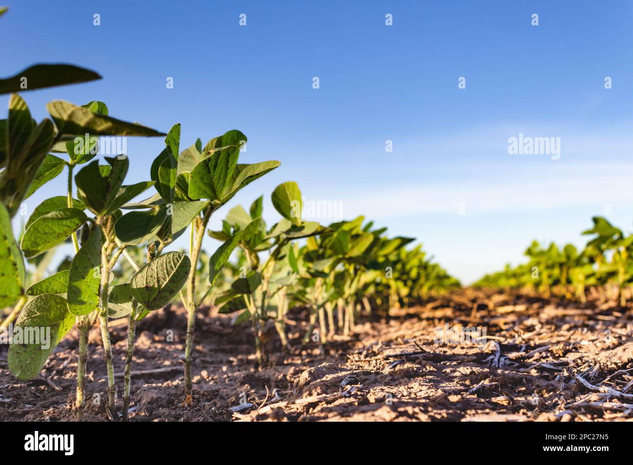 Soy bean plantation brazil hi-res stock photography and images - Alamy
