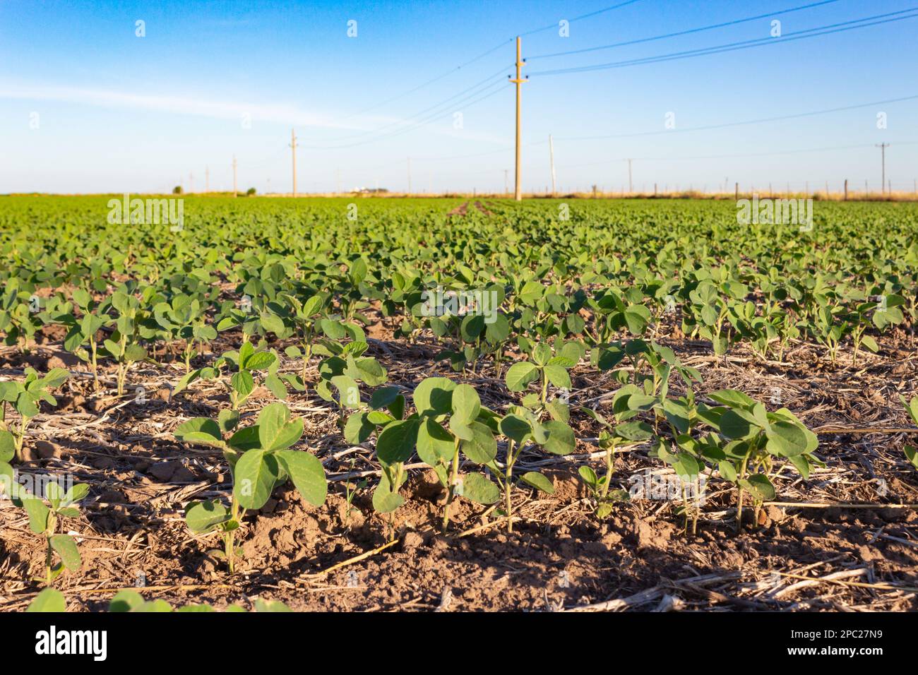 Soybean cultivation brazil hi-res stock photography and images - Alamy