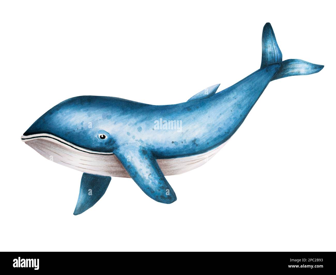 Watercolor blue whale isolated on white background. Hand painting realistic Arctic and Antarctic ocean mammals. For designers, decoration, postcards Stock Photo