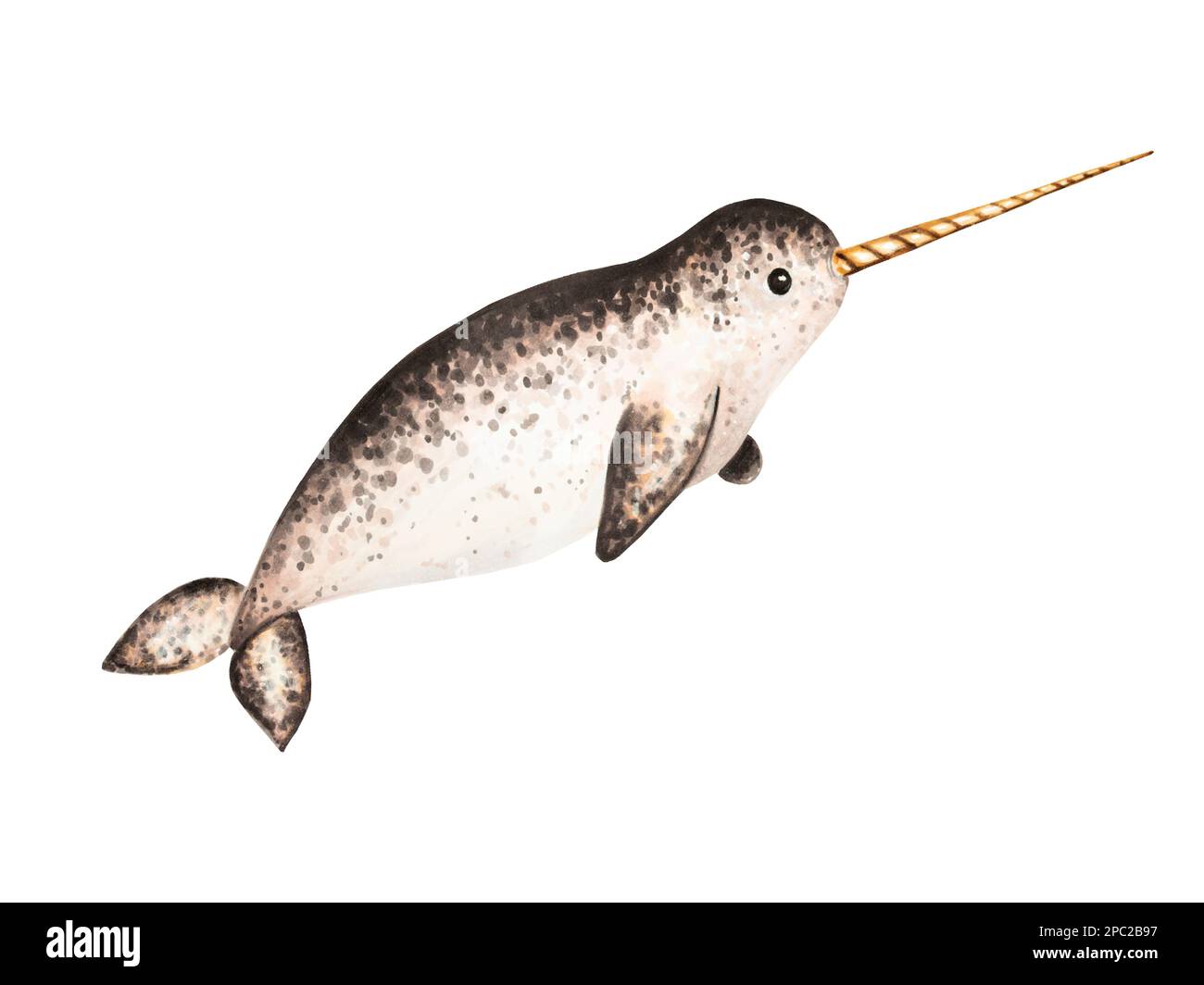 Watercolor narwhal with long tusk isolated on white background. Hand painting realistic Arctic and Antarctic ocean mammals. For designers, decoration Stock Photo