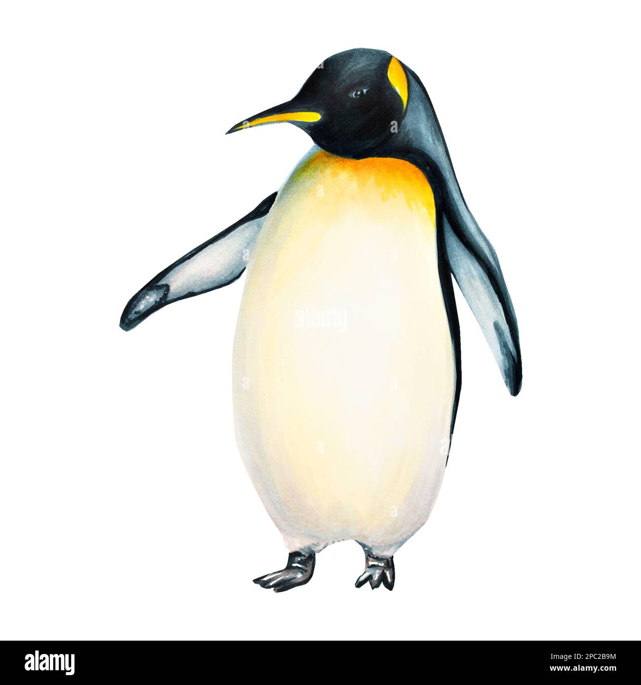 Watercolor king penguin isolated on white background. Hand painting realistic Arctic and Antarctic ocean mammals. For designers, decoration, postcards Stock Photo