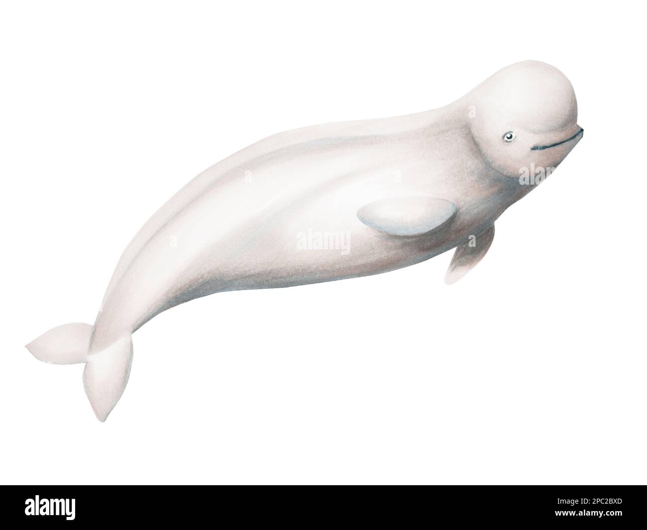 Watercolor beluga isolated on white background. Hand painting realistic Arctic and Antarctic ocean mammals. For designers, decoration, postcards Stock Photo