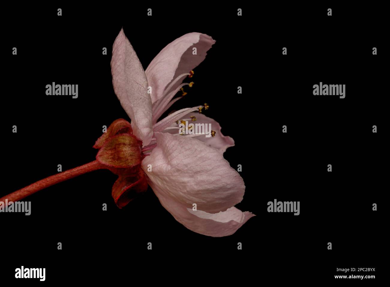 Plum Tree Blossom UK Stock Photo