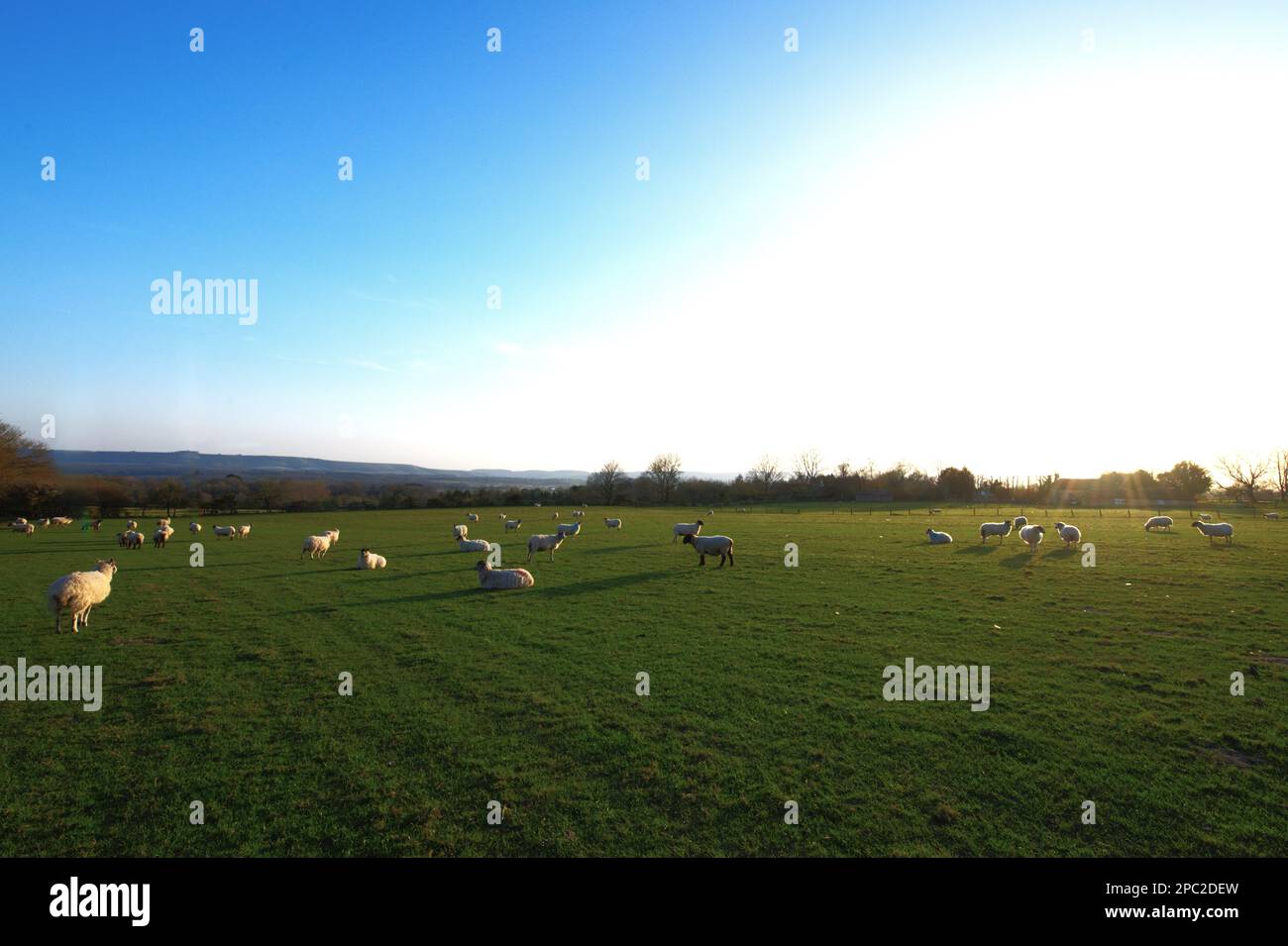 Sheep in English countryside, Sussex Stock Photo