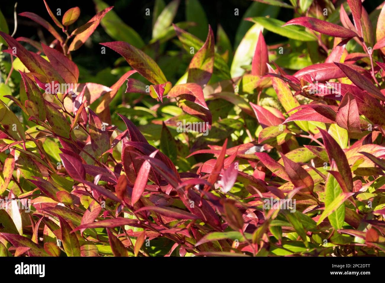 Leucothoe fontanesiana Zeblid, Winter, Colour, Foliage, Shrub leaves Stock Photo