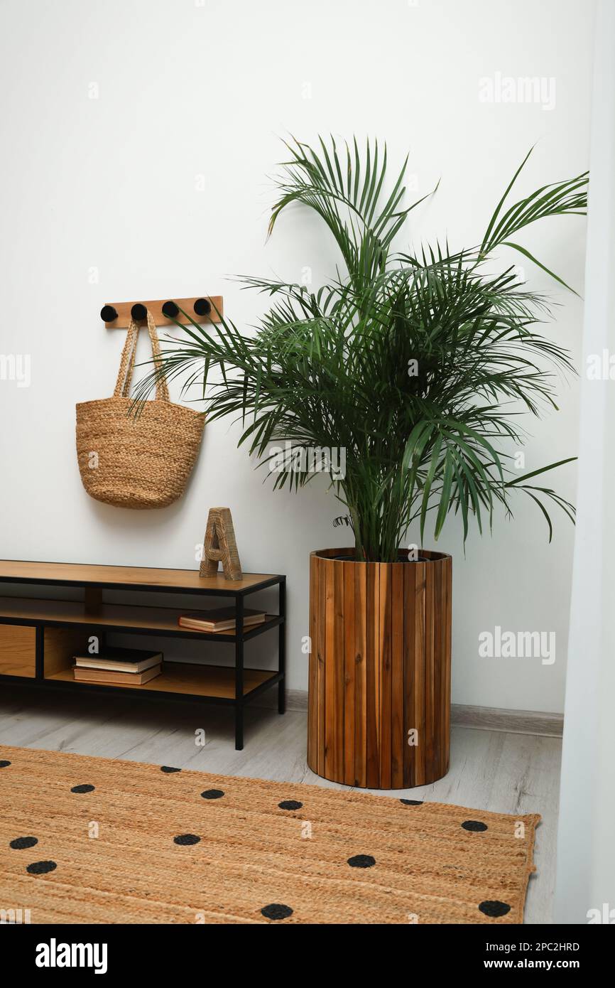 Hallway interior with beautiful green houseplant near white wall Stock Photo Alamy