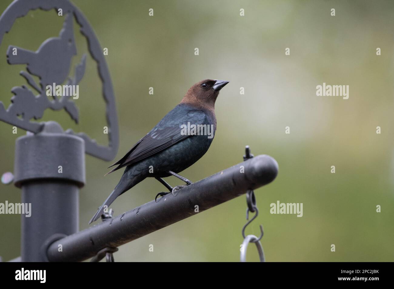 A cowbird, Molothrus ater, watches the trees in The Woodlands, Texas. Stock Photo